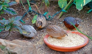buttonquail