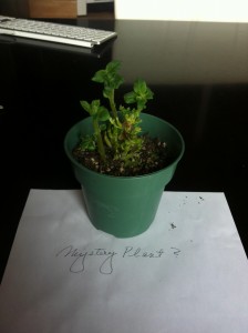 mysteryplant2