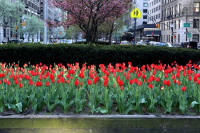 bulbs