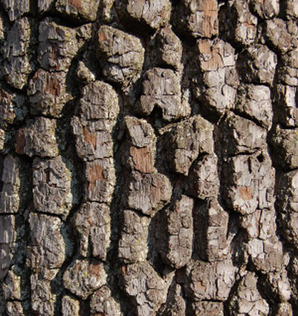 what-blooms-when-bark-quiz