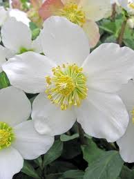 Hellebore 'Jacob'