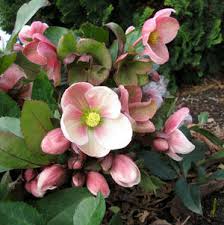 Hellebore 'Pink Frost'