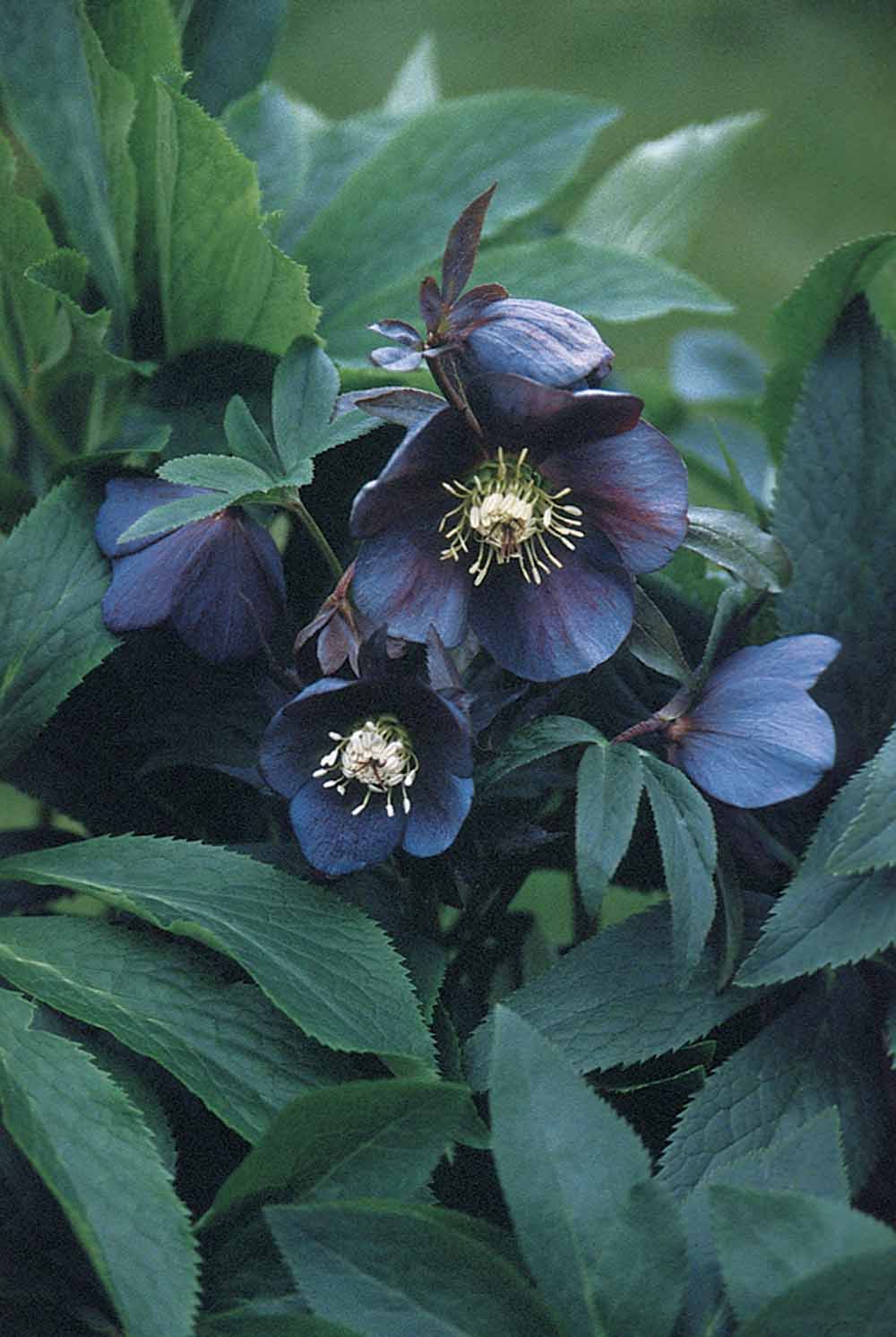 Hellebore 'Metallic Blue Lady'