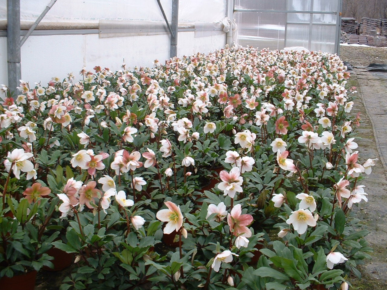 Hellebore 'Jacob'