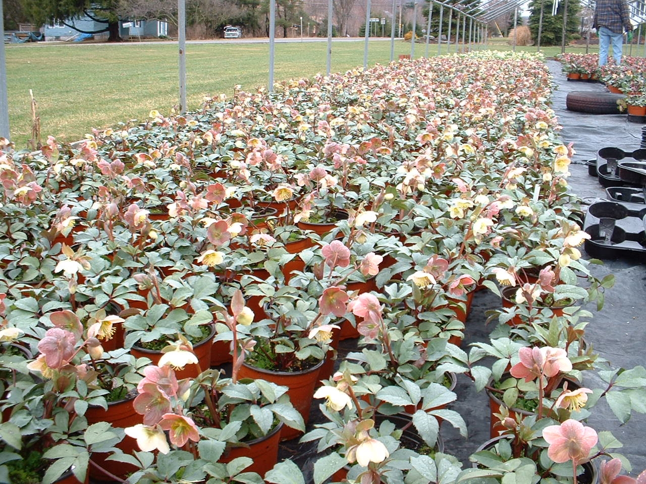 Hellebore 'Silvermoon'