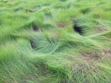 Spartina patens, flickr, National Parks Service